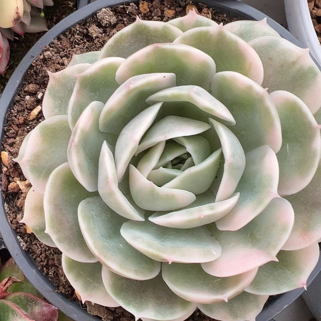 满38包邮昂斯诺锦