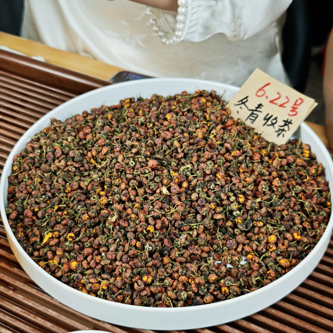 克里阳头茬昆仑雪胎菊 高海拔 冬青收茶