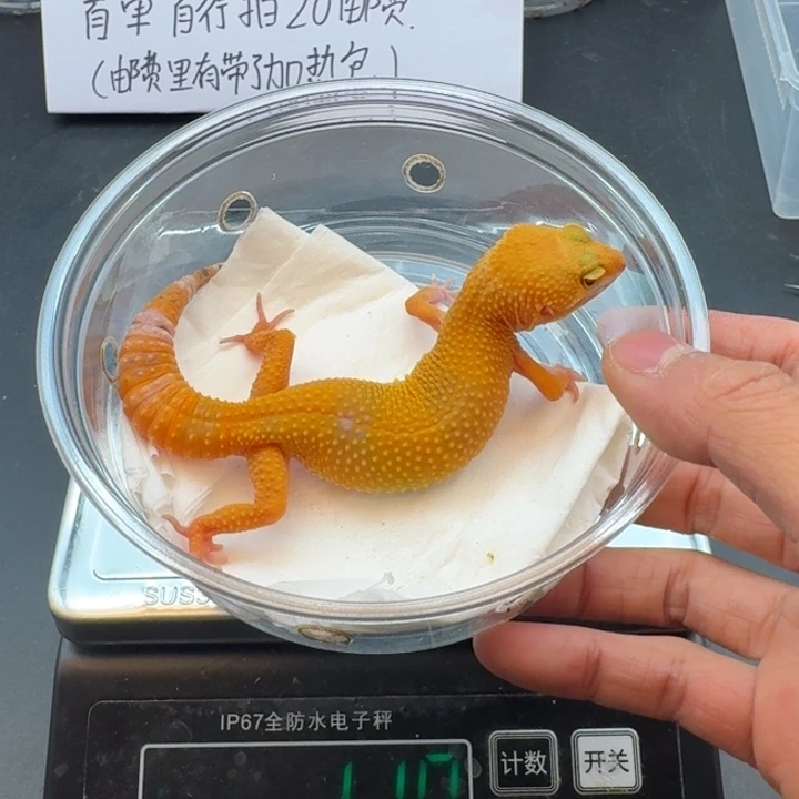 豹纹守宫阳光妹妹