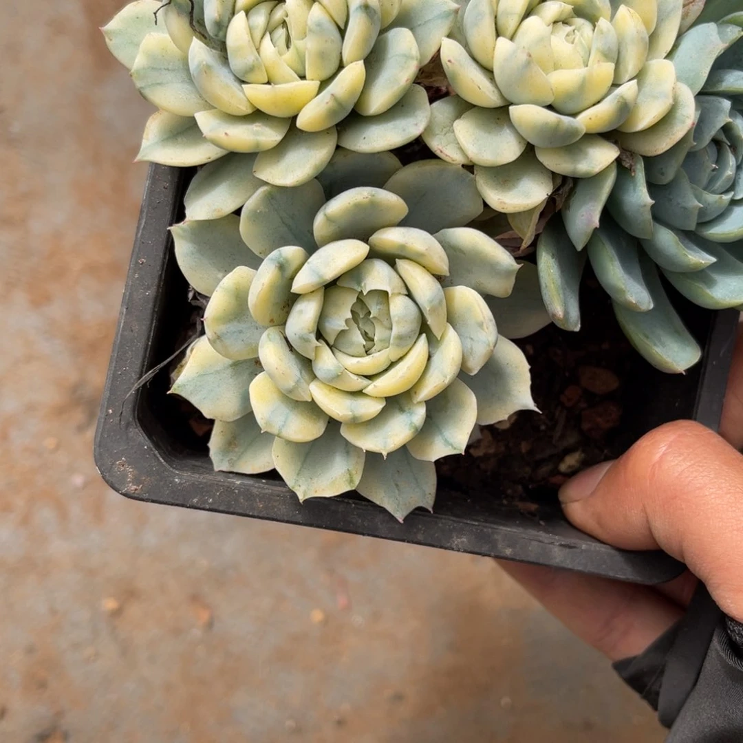 用****9109贝瑞锦多肉