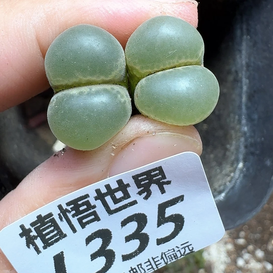多肉植物多肉植物