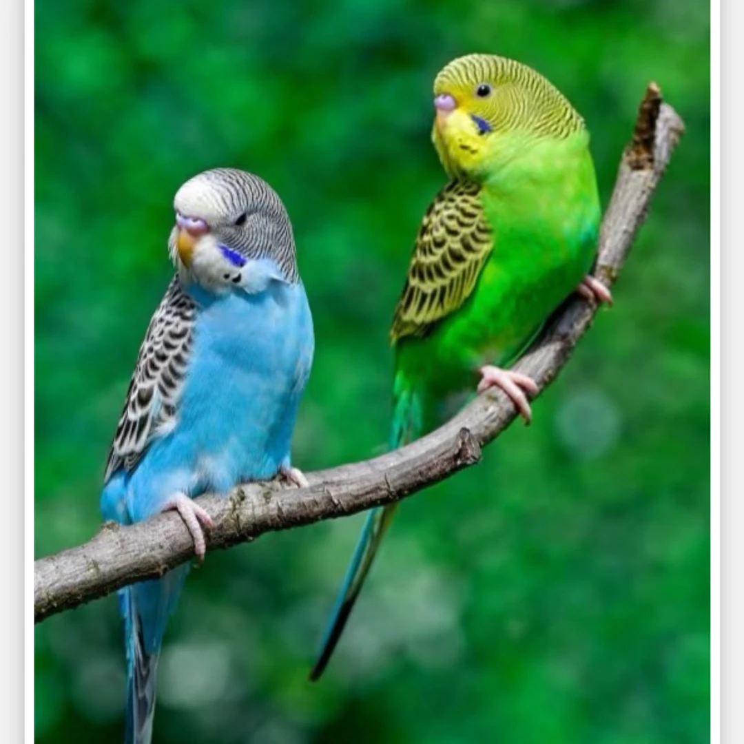 会学说话虎皮鹦鹉宠物小鸟活鸟幼年宠物