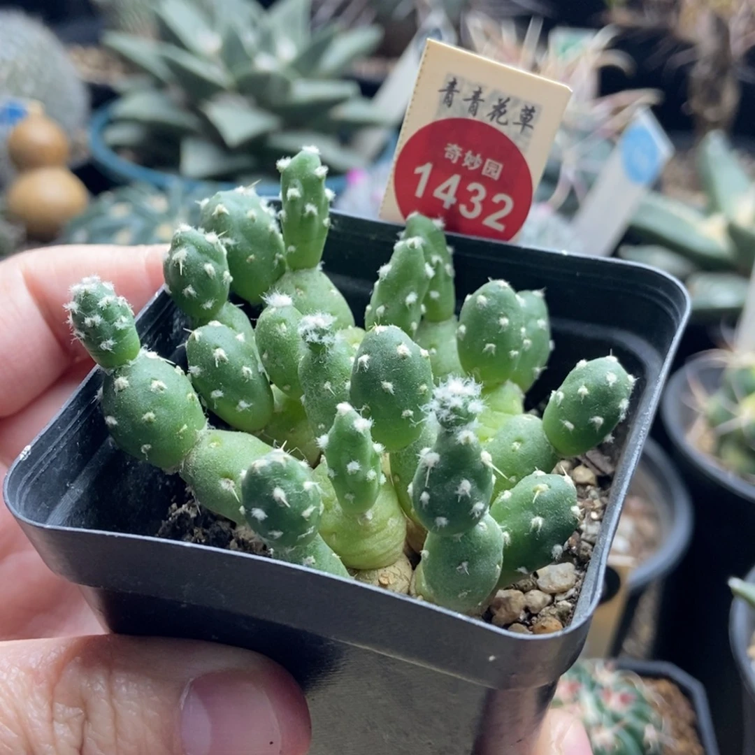 罗西安娜群一颗仙人球