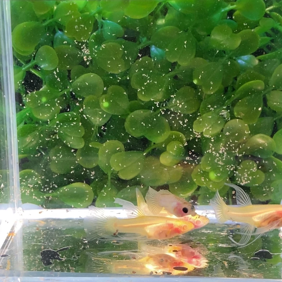 孔雀鱼粉猫幻彩白子c两条普通