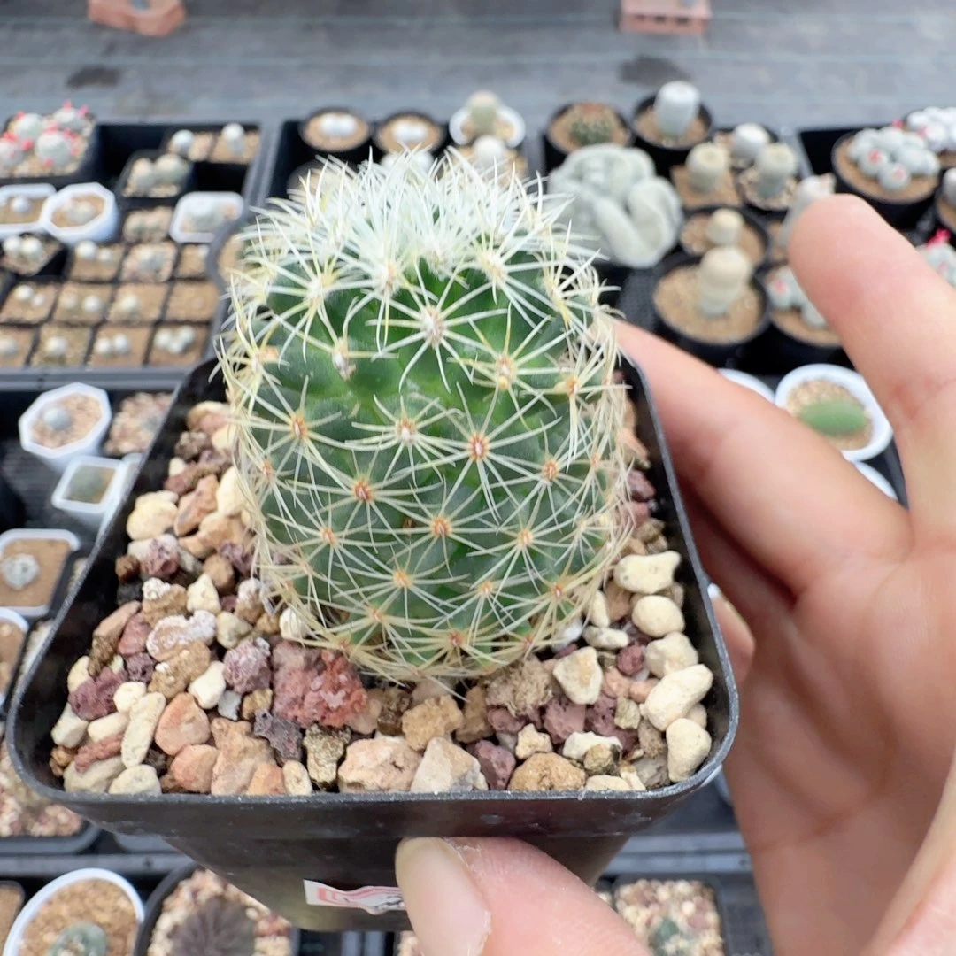 无花朵实生白豹丸