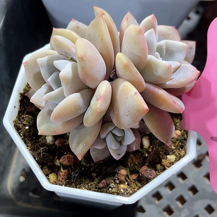 多肉植物红茶944