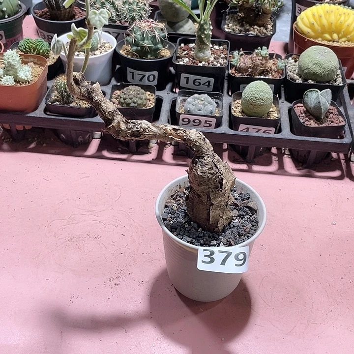 379泰国毛叶树葡萄