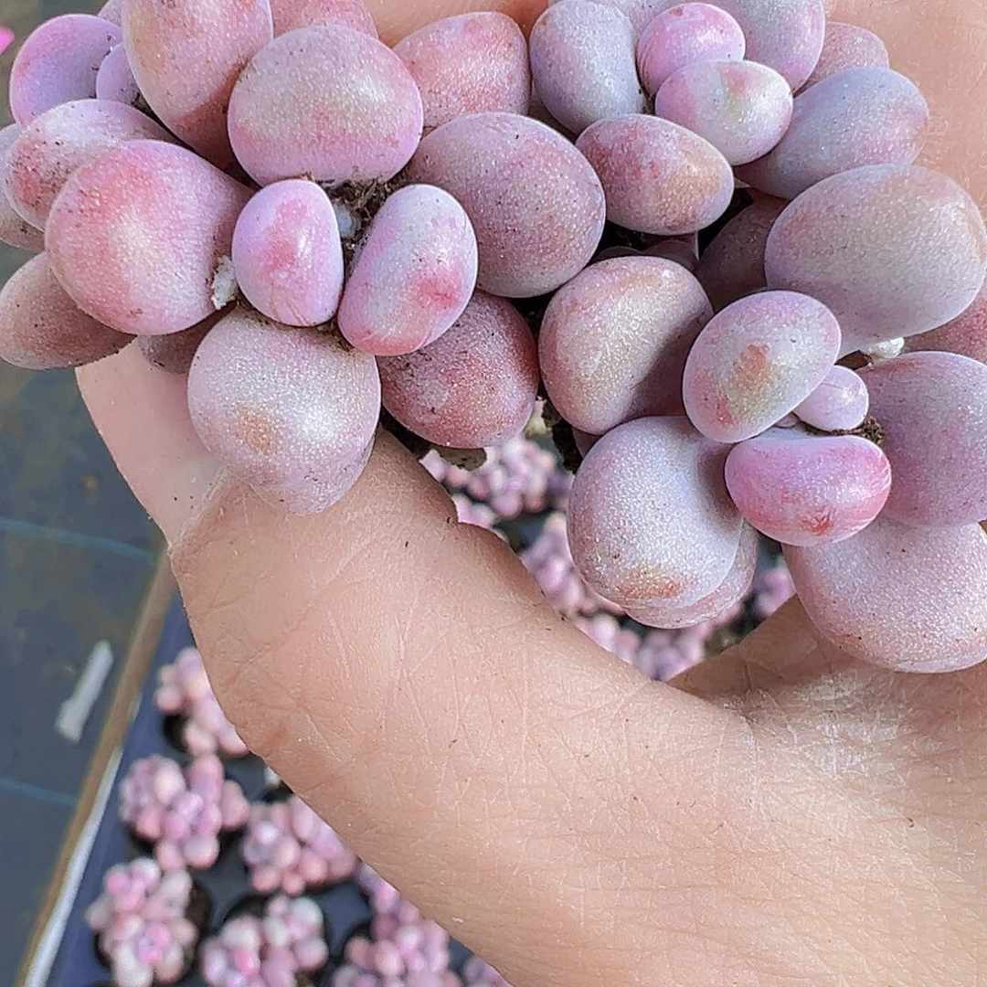 穴盘糖果桃蛋5颗19包邮