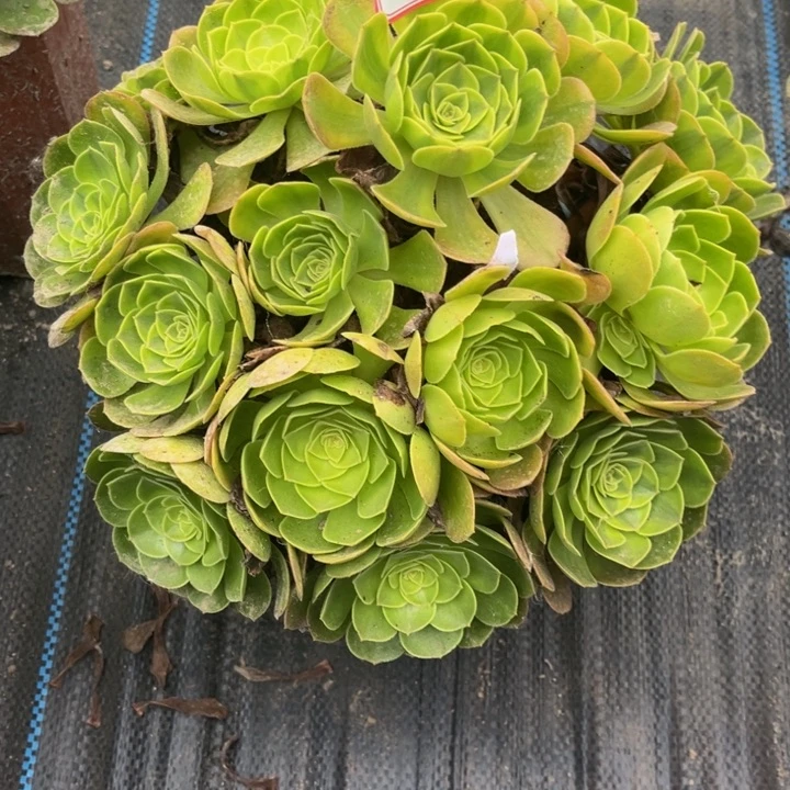 571雨荷多肉植物法师