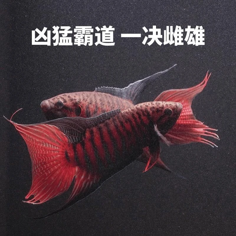 8-10cm公鱼+30克高蛋白饲料一份
