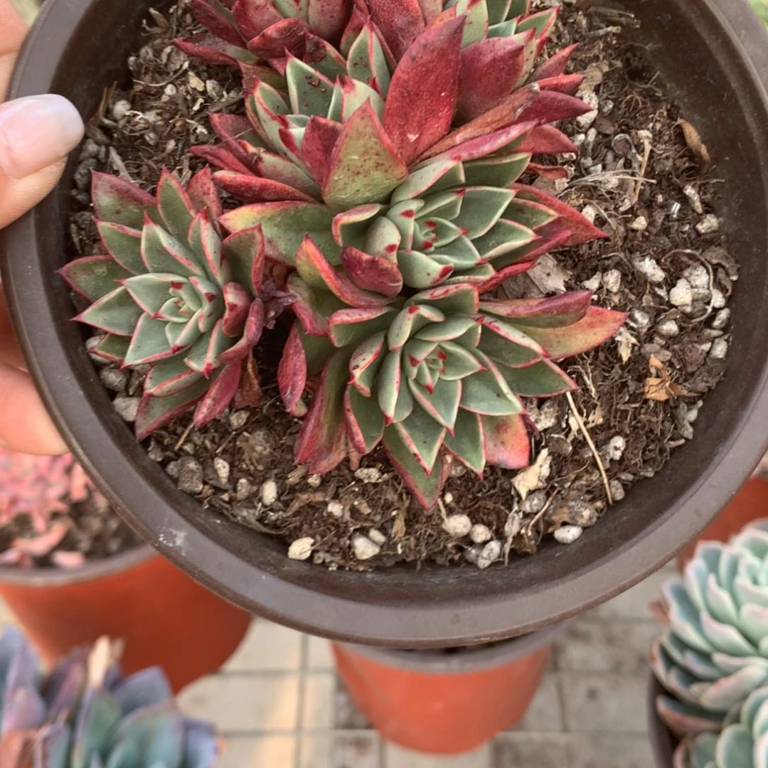 旧**远斗牛士多肉植物群