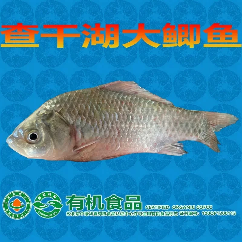 查干湖有机大鲫鱼