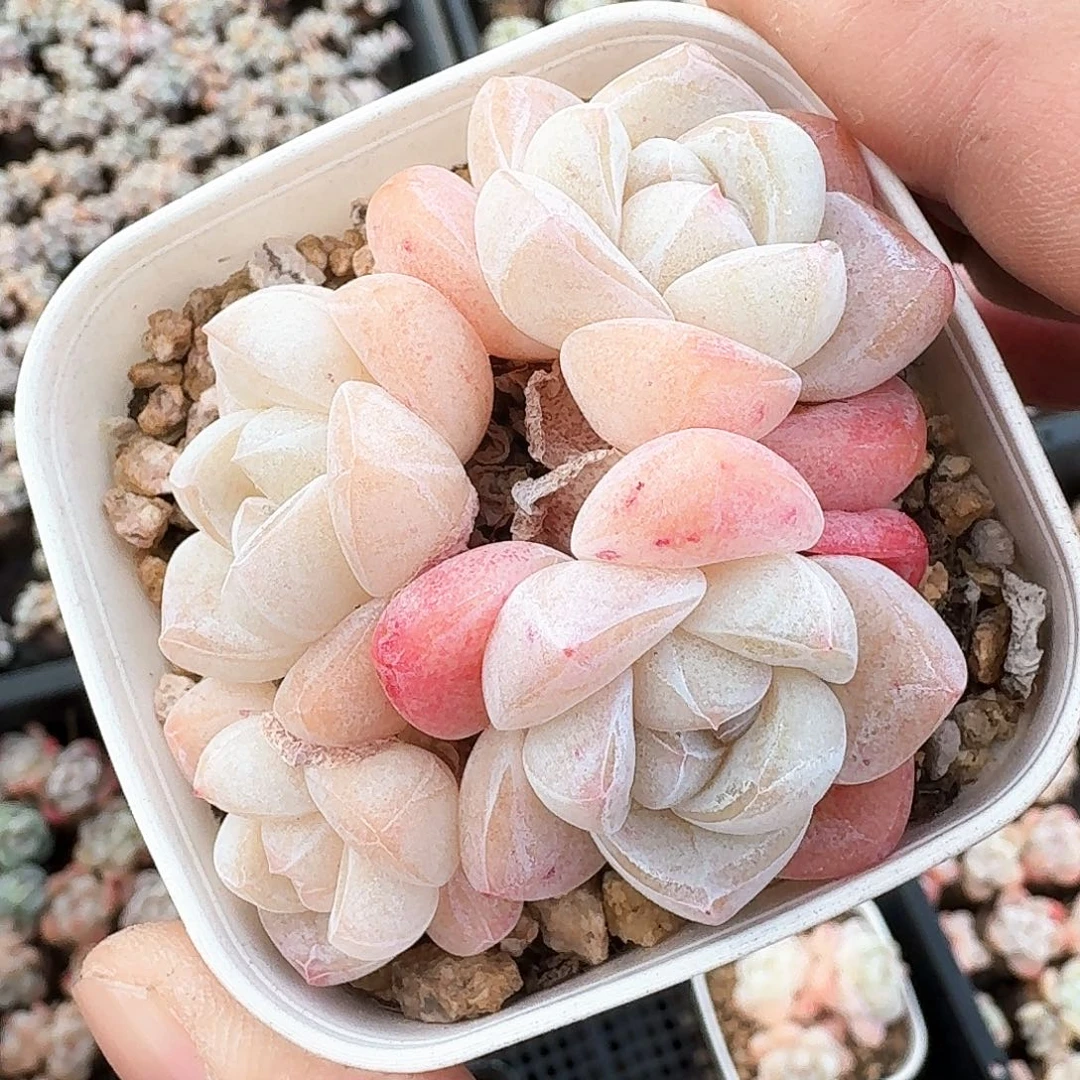 白底冰玉4头群生老桩