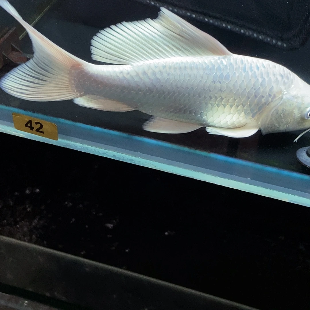 小***·蝴蝶鲤42号白色蝴蝶鲤