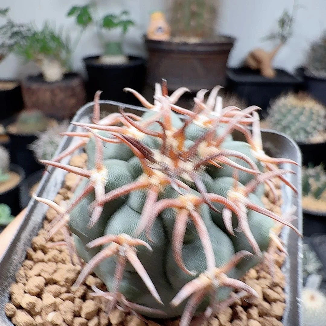 实生猫爪脱土发货