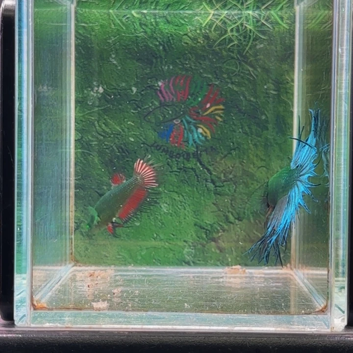 斗鱼我们是同一时间做