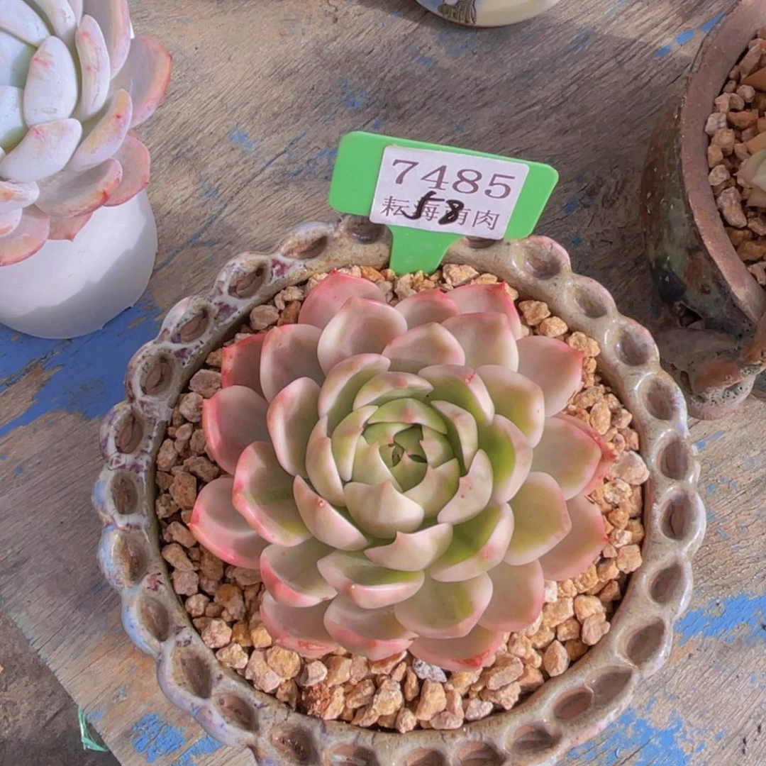 水晶锦7485多肉植物