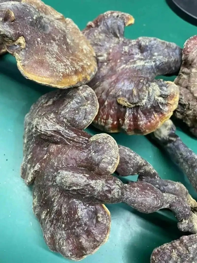 【王老总】下山金边赤灵芝