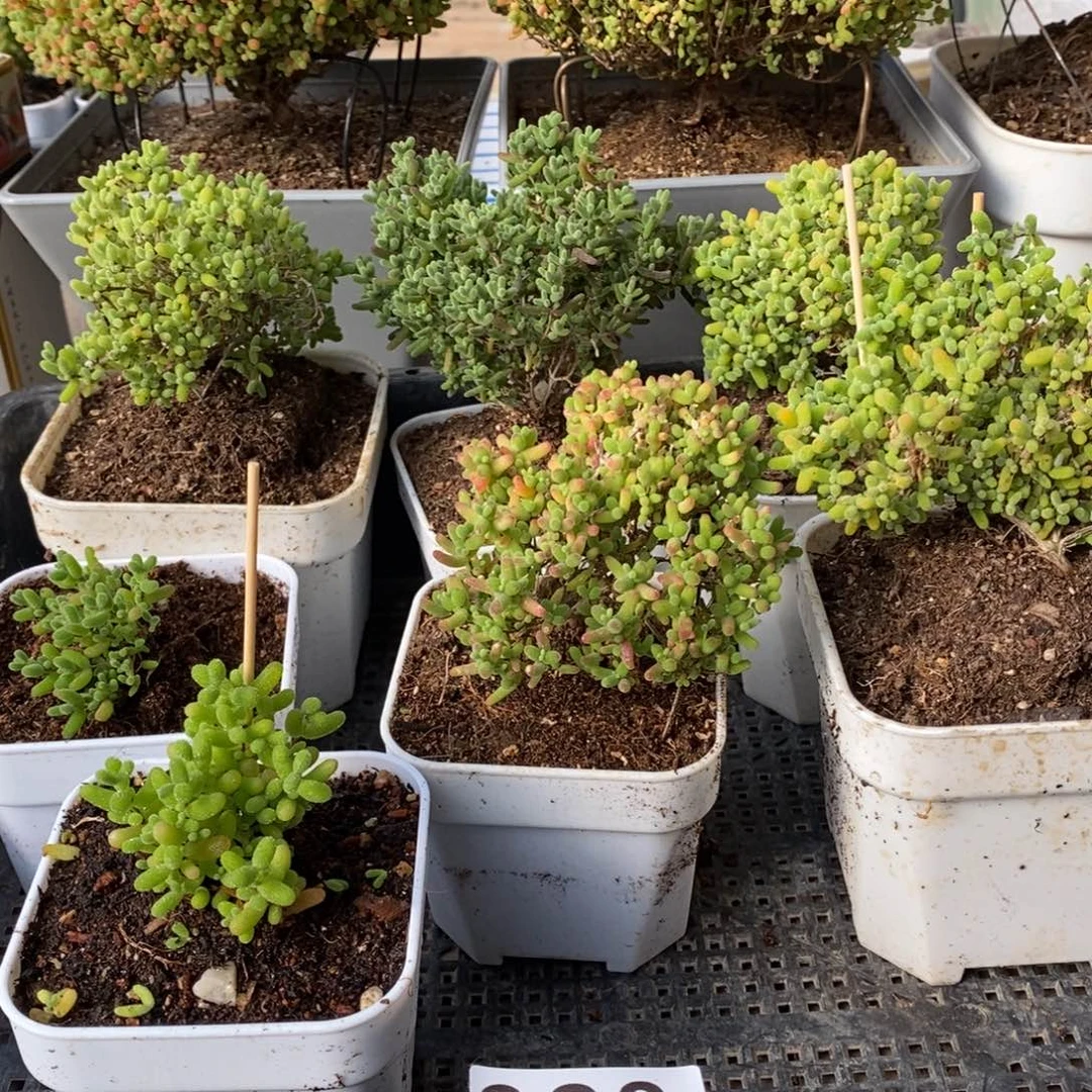 @***～枝干番杏蜜桔糖球323