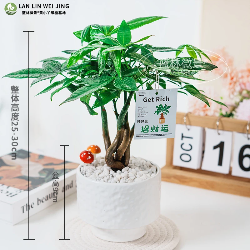 奇趣发财树室内绿植（25-30cm)净化空气桌面好养四季常青懒人盆栽