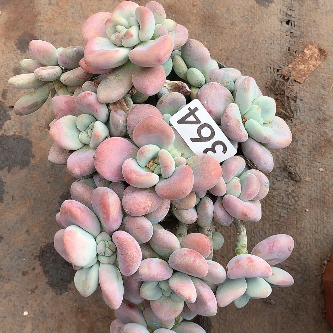 364洛神一物一拍多肉