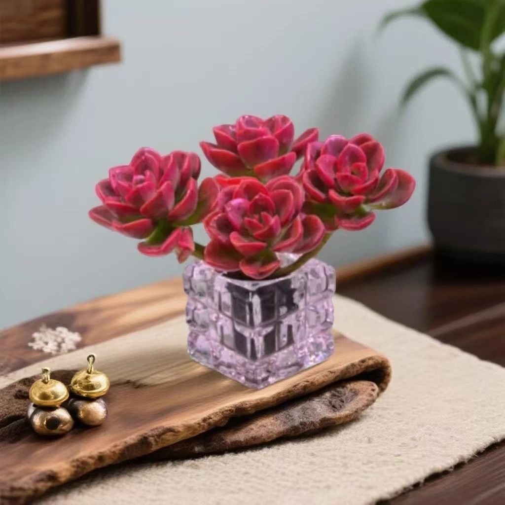 落日玫瑰 无土栽培水培多肉好看好养（带水晶盆）居家办公室