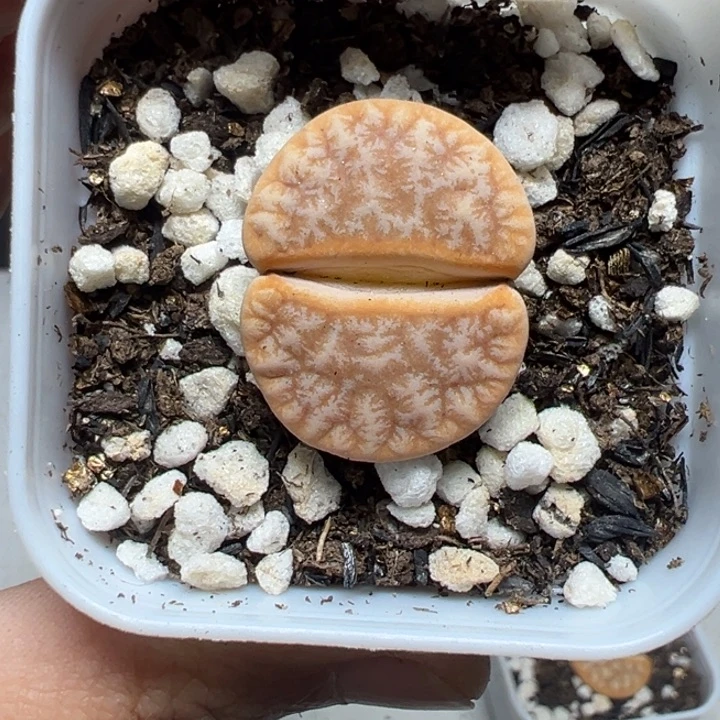 【闪购商品】403……