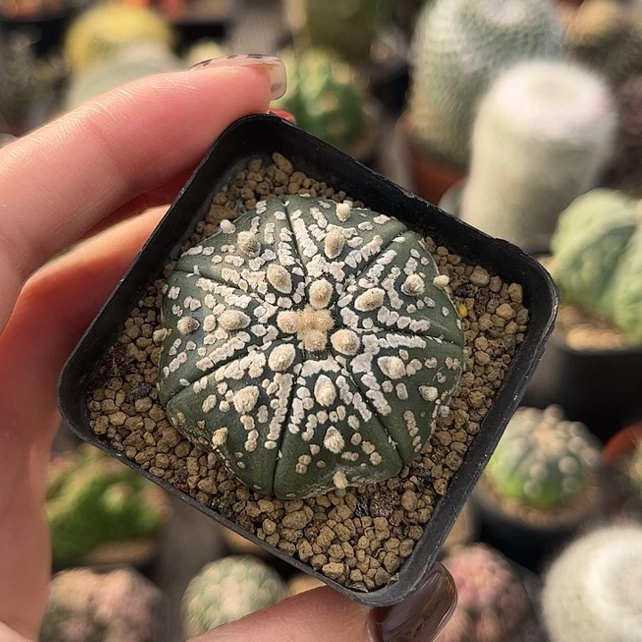 晨***子实生根美文兜1111