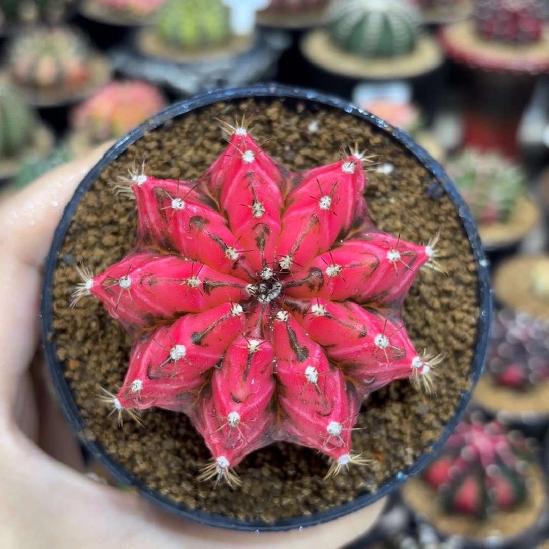 6.4cm泰系实生 太阳花