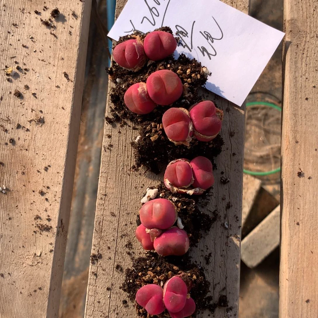 植*2605。 一组毛毛福利。