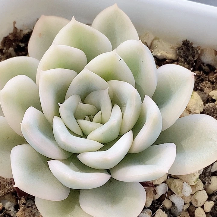 月亮仙子锦一物一拍，