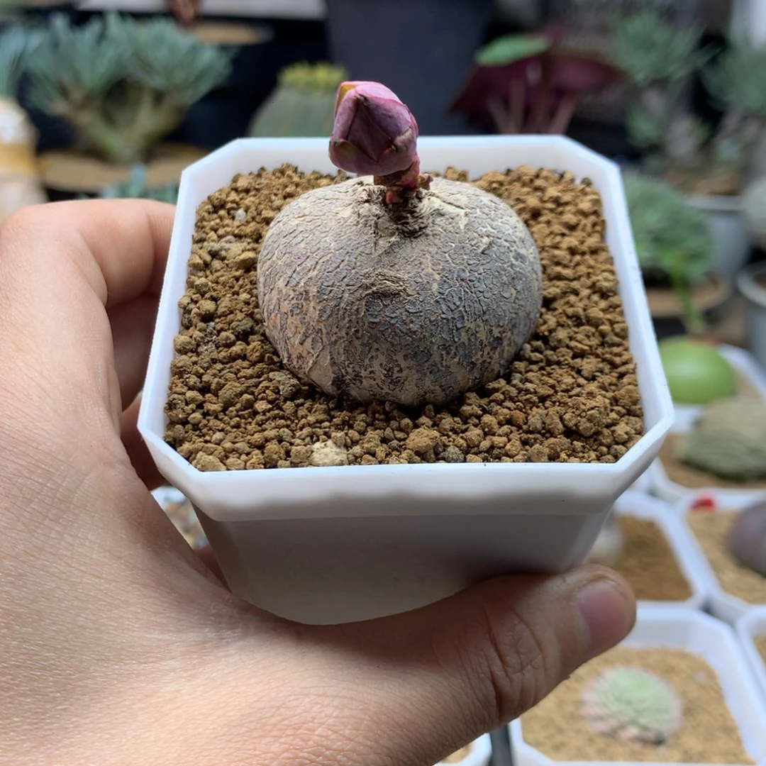 玫瑰大戟带盆多肉