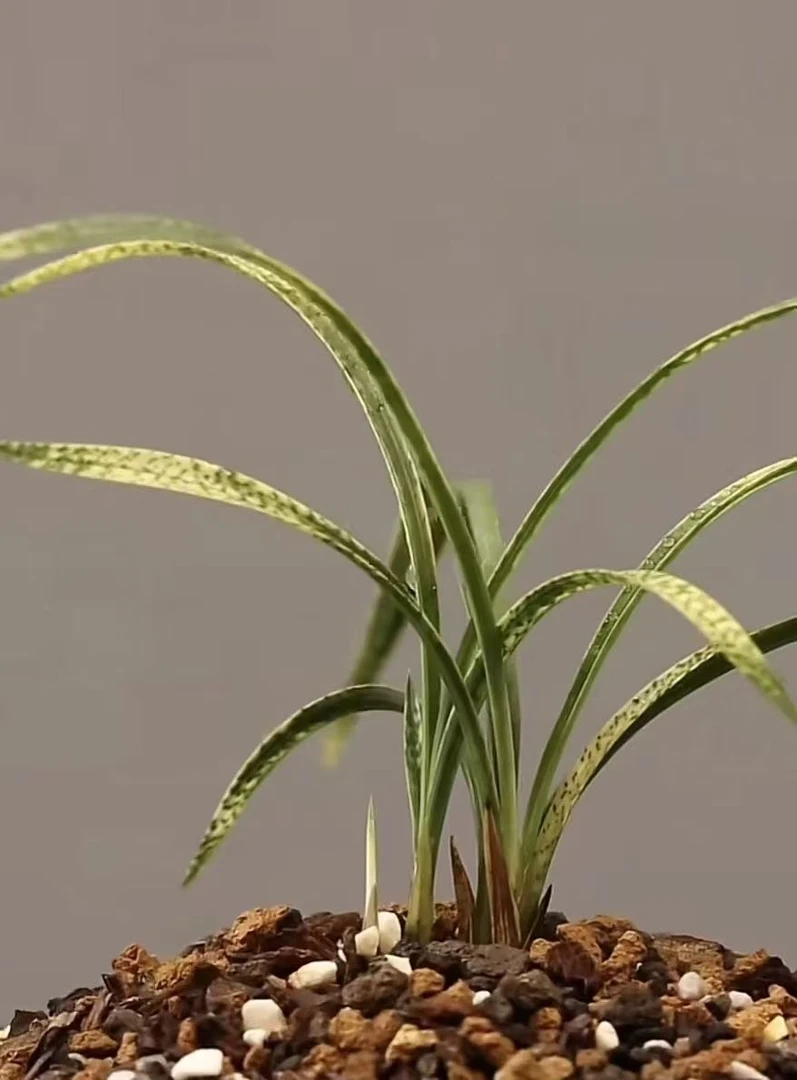 滇缅绿植兰花连瓣兰秋芝送春蕙兰艺草