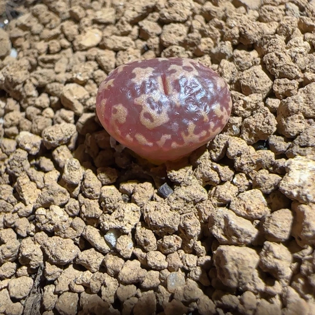 肉锥多肉植物组合-超级泡泡勋395