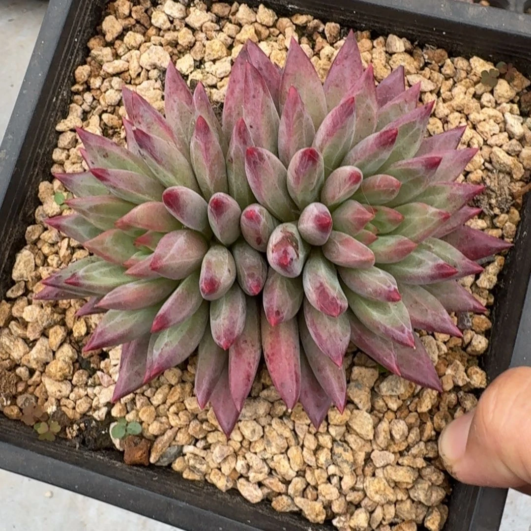 羽毛纹 虞美人 双头 一物一拍