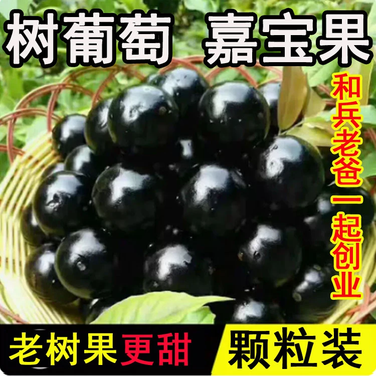 【老树果更甜】嘉宝果鲜果树葡萄新鲜水果大果当季现摘孕妇加宝果