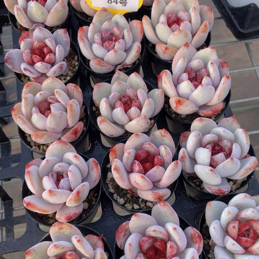 84号宽叶全状态糖心雪天使单头一个