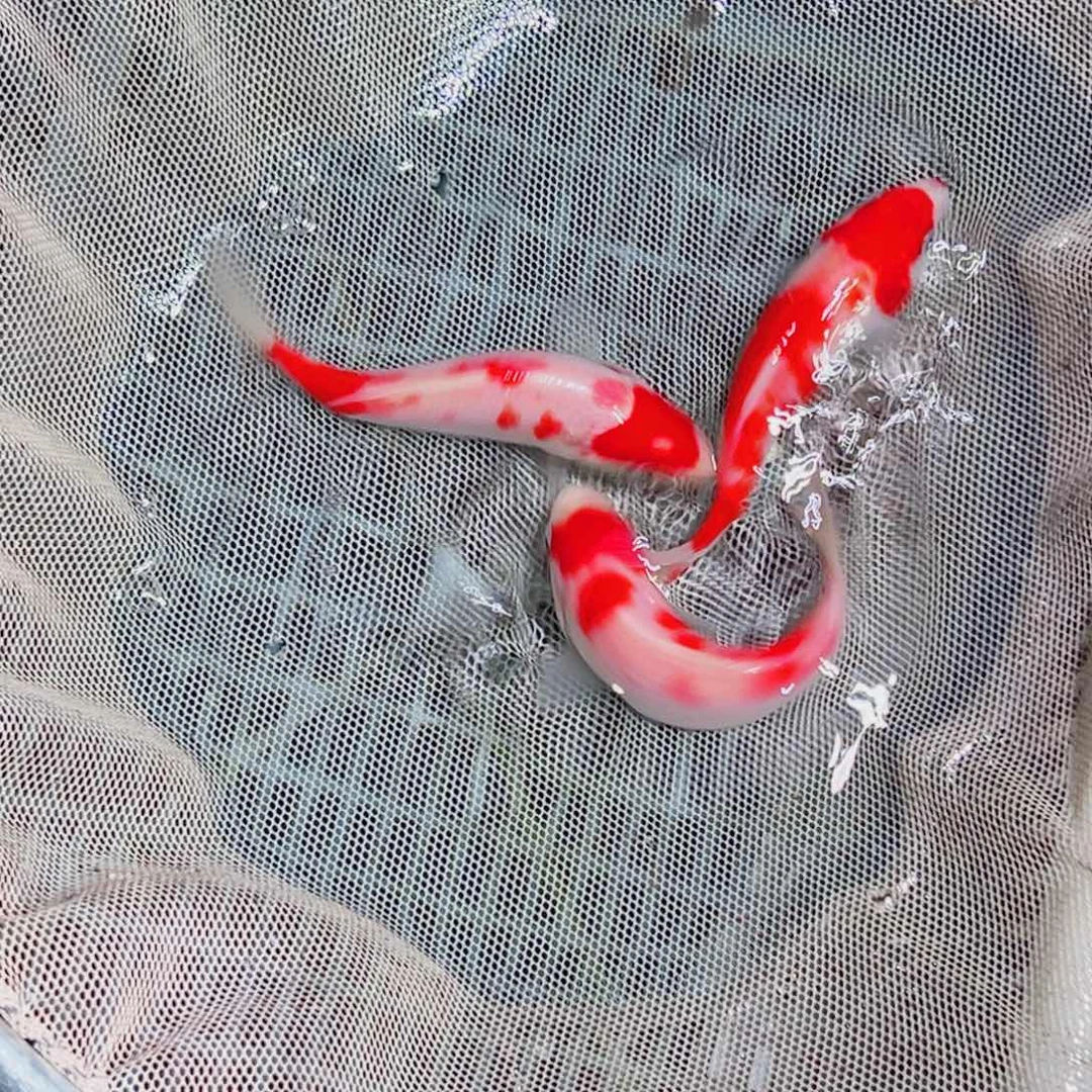 锦鲤锦鲤观赏鱼1111