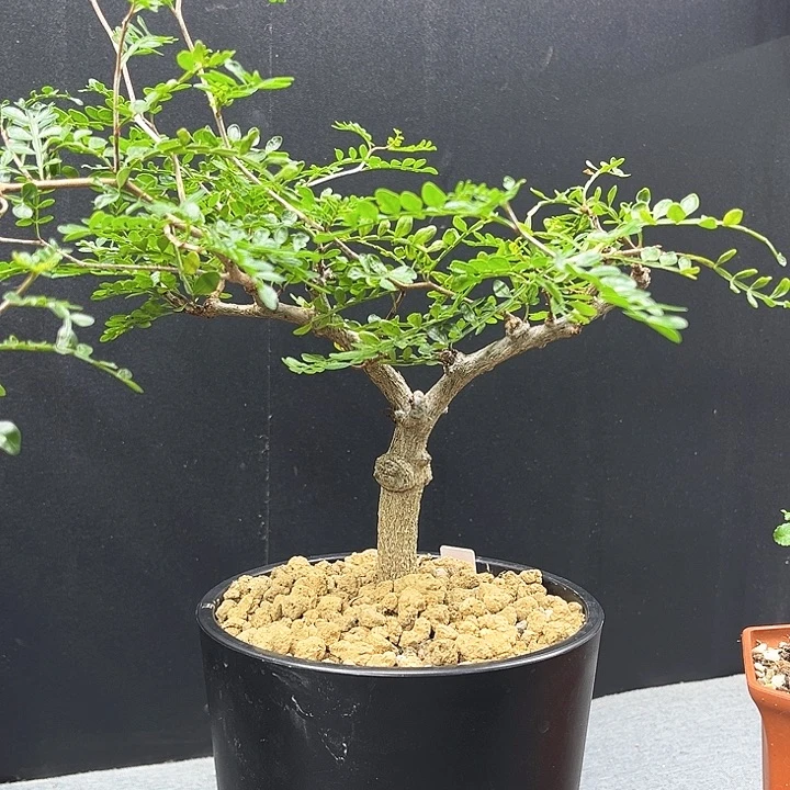 象足漆树一物一拍