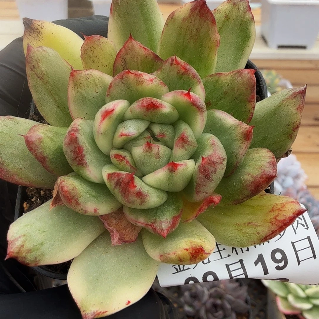 0919-19奥爱博尼石化锦
