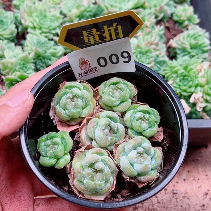 多肉植物多肉植物