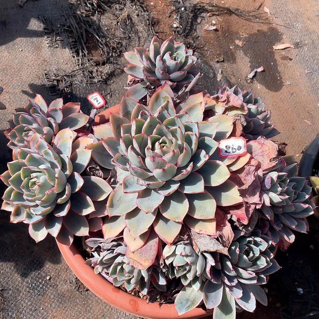 860赫拉 一物一拍多肉