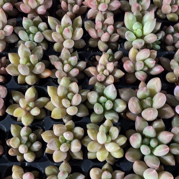 小红蜻蜓1元带土发