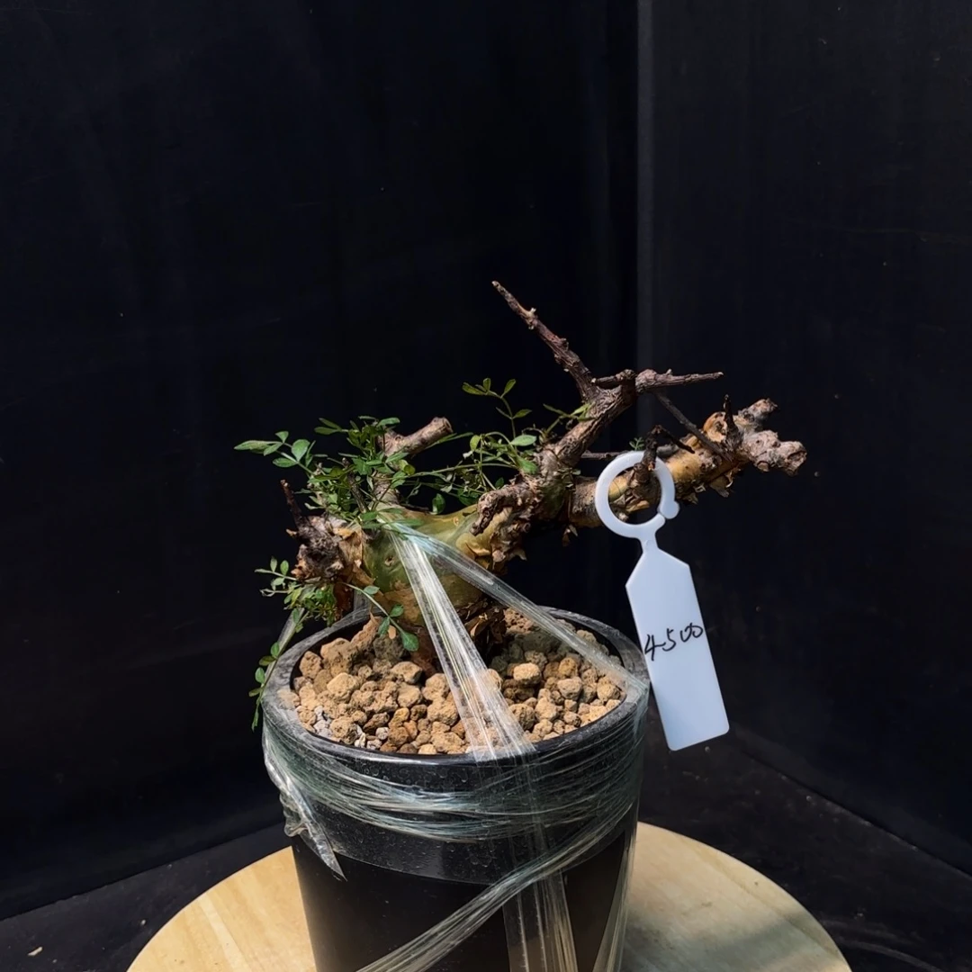 羽叶没药带盆土f