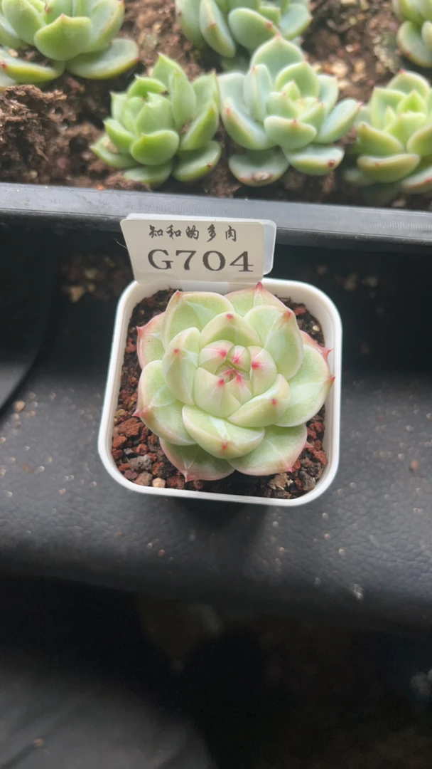 知和的多肉G704专拍链接