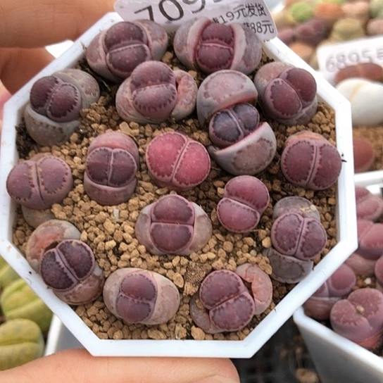 7095，小紫饼1.2厘米左右