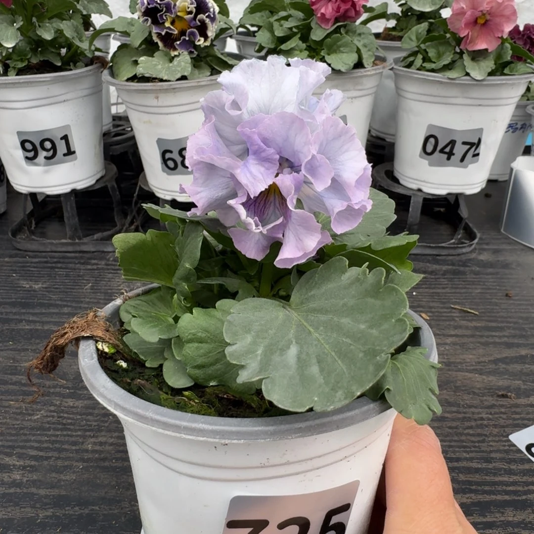 全部花朵725号木村