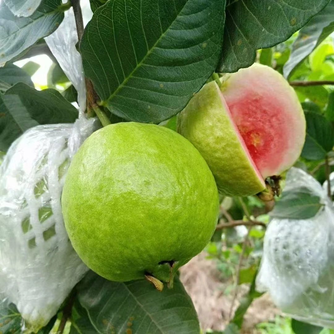 番石榴树果苗台湾四季番石榴红宝石无籽少籽红心芭乐树苗盆栽带土