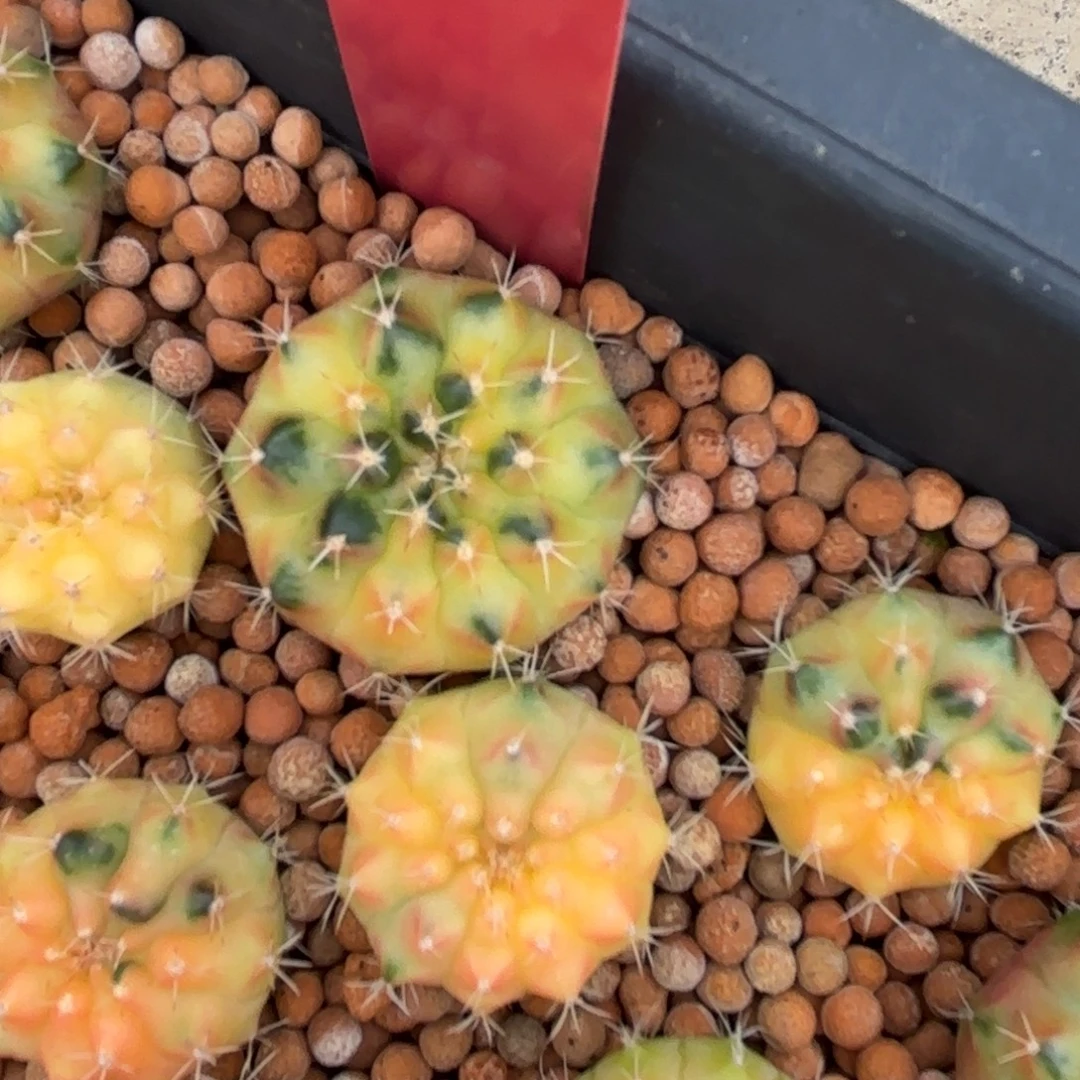 201-1212泰国发货多肉