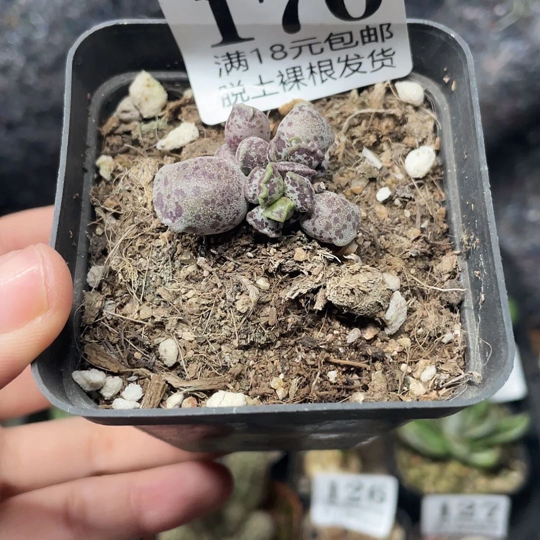 170丸叶水泡（满18元包邮）